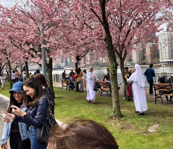 Roosevelt Island Cherry Blossom Festival Success and Related Troubles Roosevelt Island Cherry Blossom Festival Success and Related Troubles